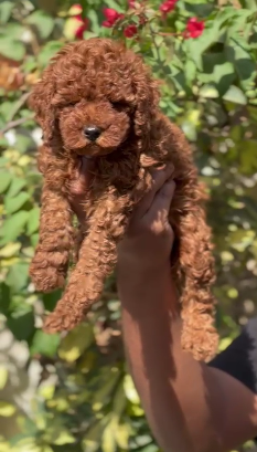 Poodle Puppies in  Ahmedabad