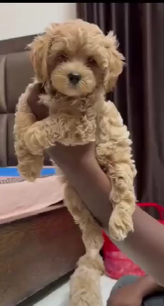 Poodle puppy From Jaipur   for sale