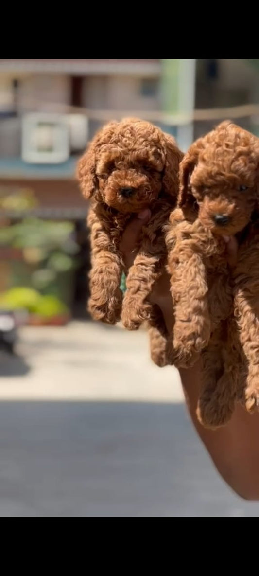 Poodle Puppies in  Jaipur
