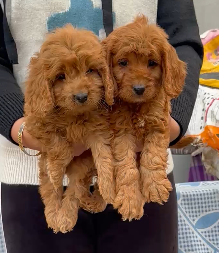 Poodle puppy price in  Jaipur
