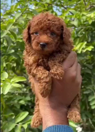 Poodle dog price in Jaipur