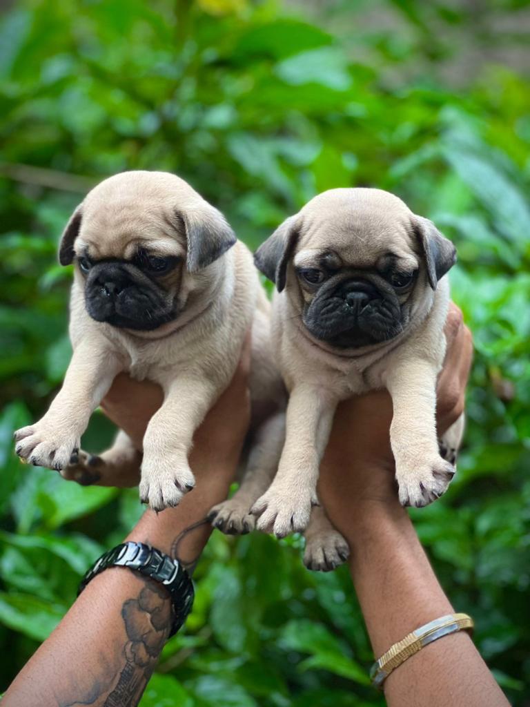 Buy lovable Pug Puppy from Delhi