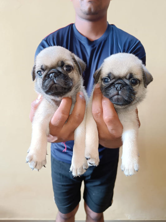 Buy lovable Pug Puppy from Goa