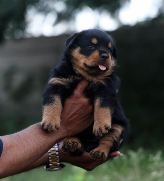 Rottweiler puppy From Hyderabad  for sale