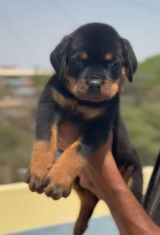 Rottweiler Puppies in  Jaipur