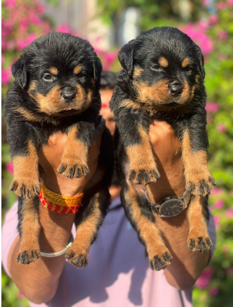 Rottweiler dog price in Jaipur