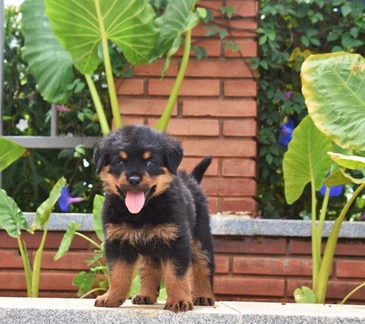 Rottweiler puppy price in  Vizag