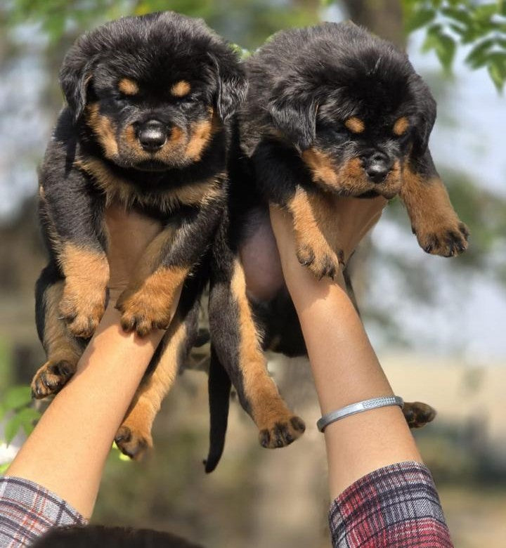 Rottweiler dog price in Hyderabad
