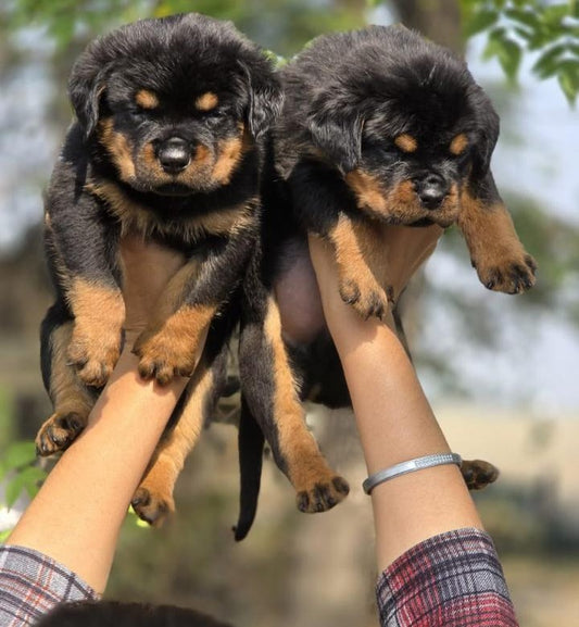 Rottweiler dog price in Hyderabad