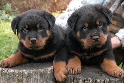 Rottweiler dog price in Vizag