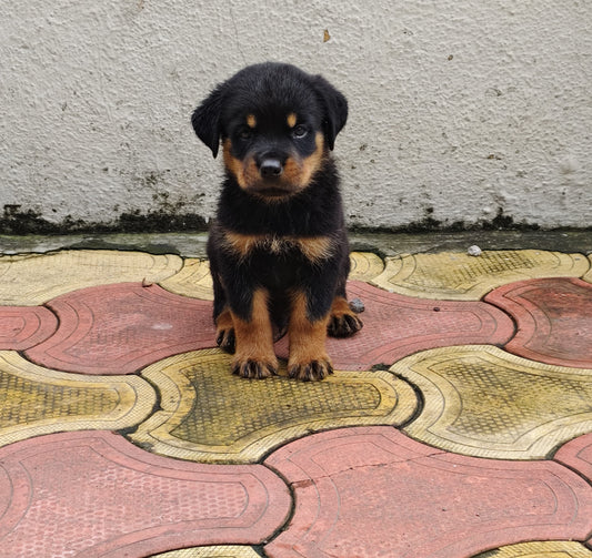 Rottweiler puppy price in Jaipur