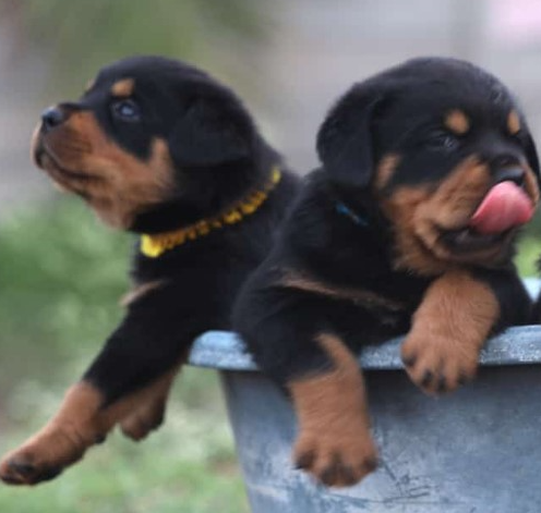Buy Male   Rottweiler Puppy from Goa