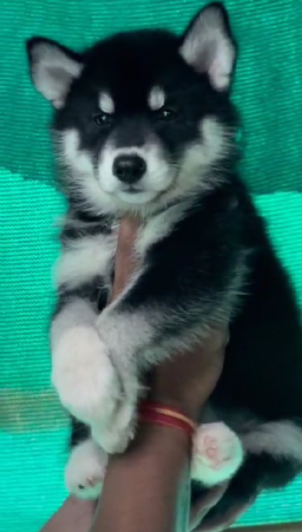 Buy lovable Siberian Husky Puppy from Delhi