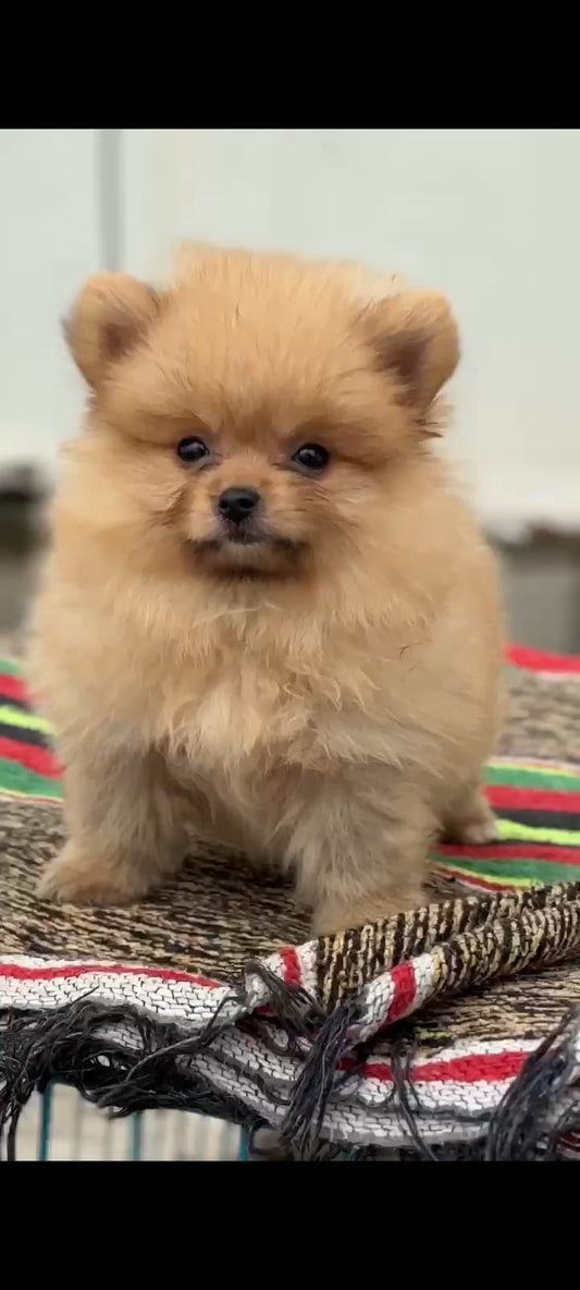 Order Female  Toy Pomeranian Puppy from Goa
