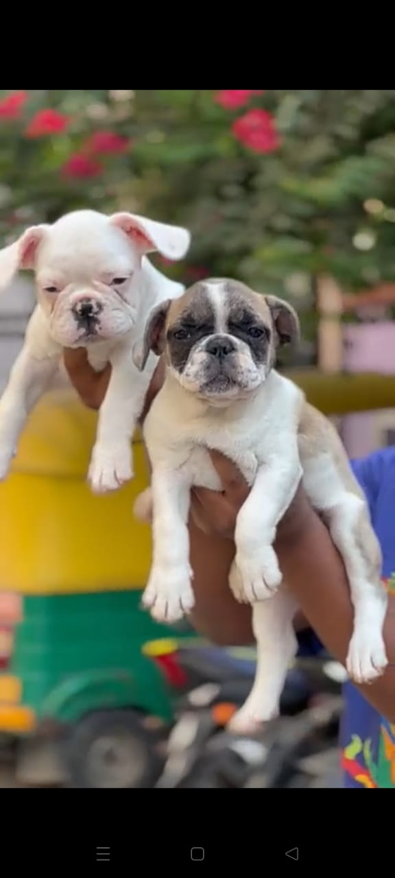 Pug Puppies for sale in Pune