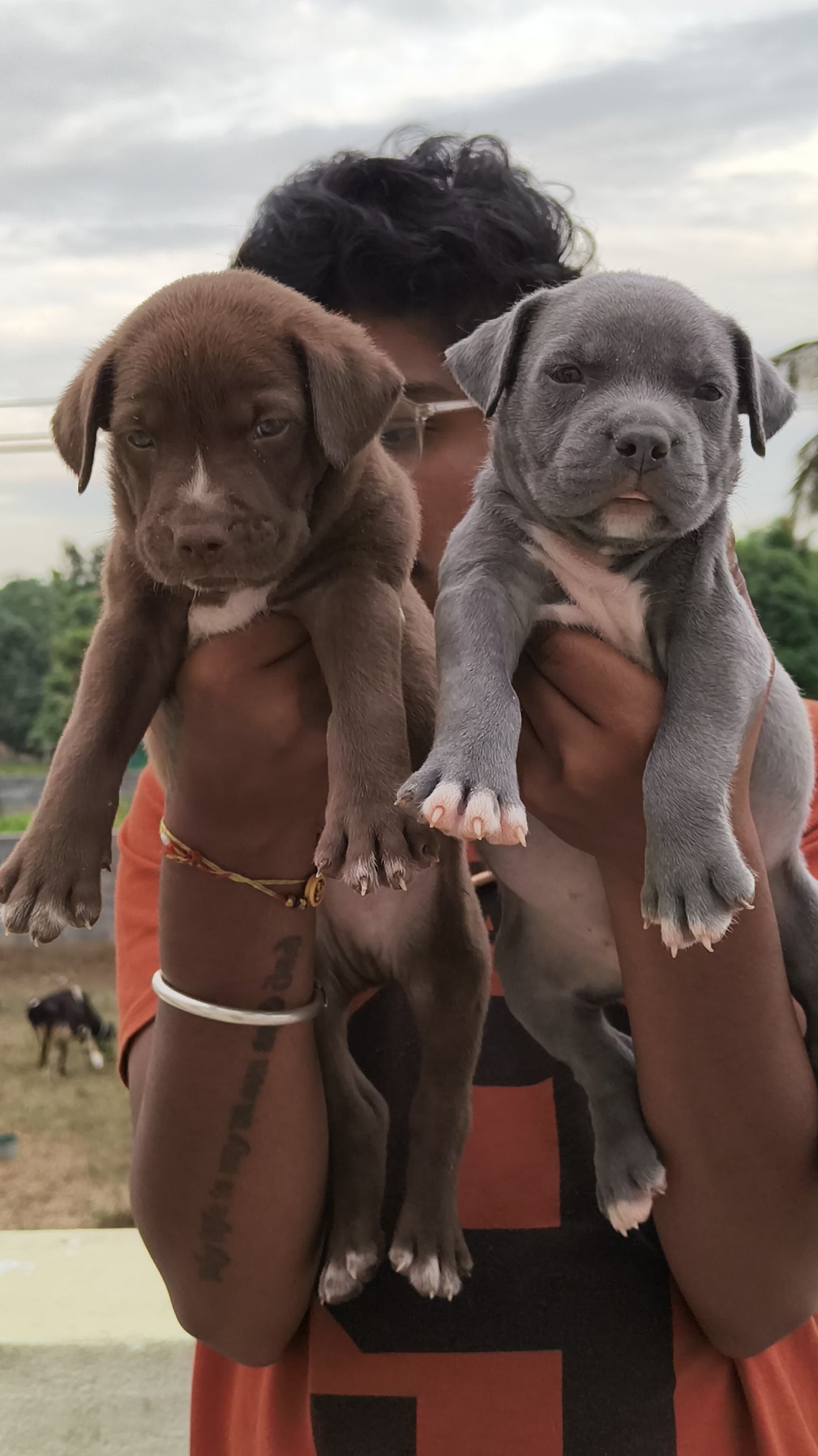 Buy Best Quality Pitbull Puppy from Mumbai