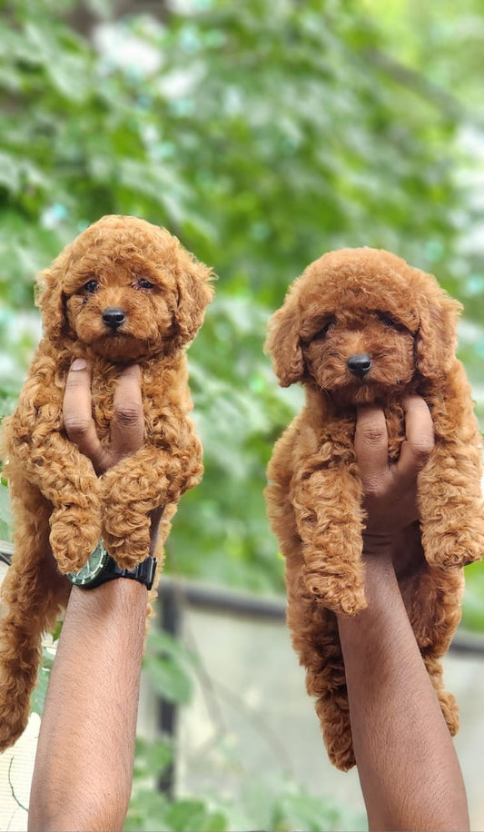 Buy Best Quality Poodle  Puppy from Mumbai