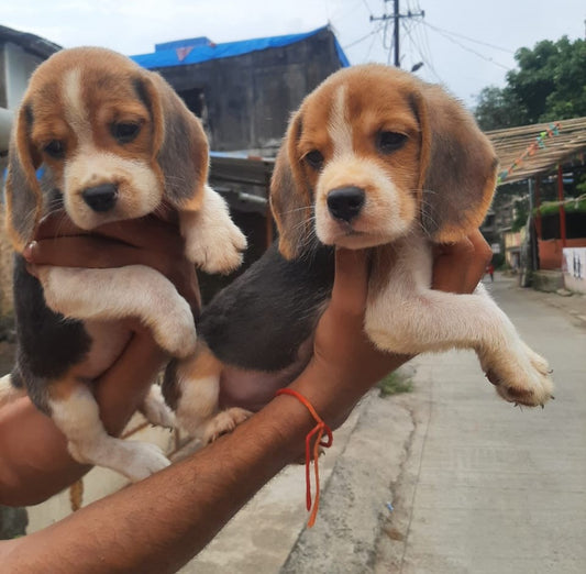 Purebred Beagle puppies for sale in