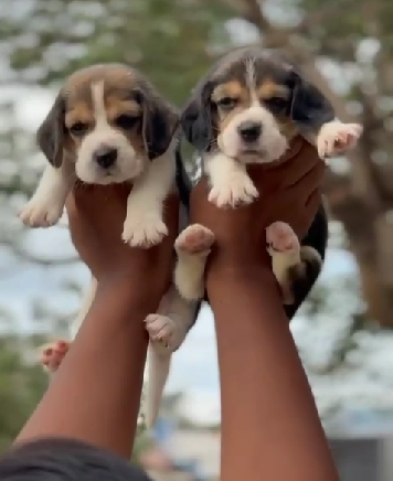 Buy Smart Beagle  Puppy from Kolkata