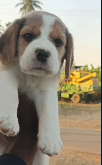 Buy lovable Beagle Puppy from Delhi