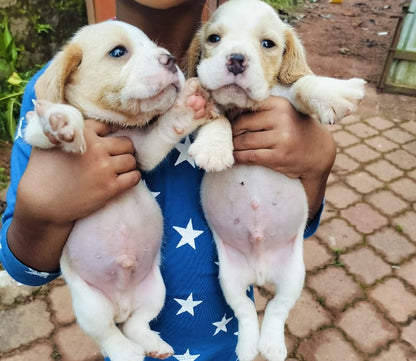 Purchase Beagle Puppy from Kolkata