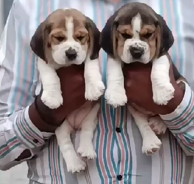 Beagle puppy price in  Vizag