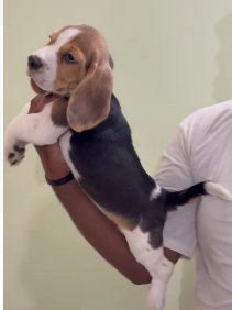 Order Female Beagle Puppy from Goa