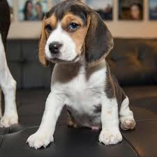 Beagle dog price in Chennai