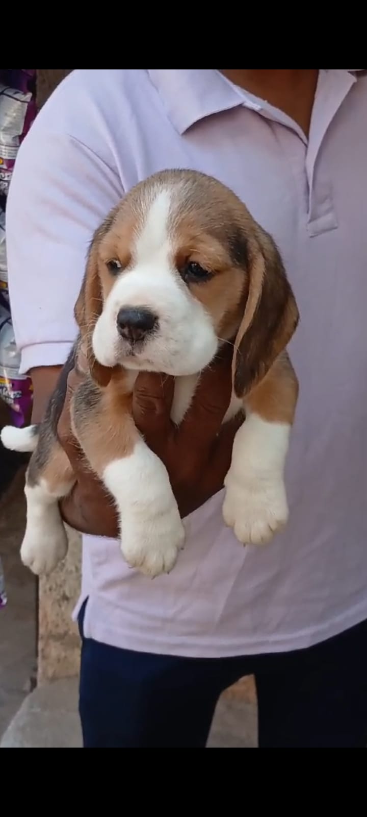 Beagle puppy price in  Jaipur