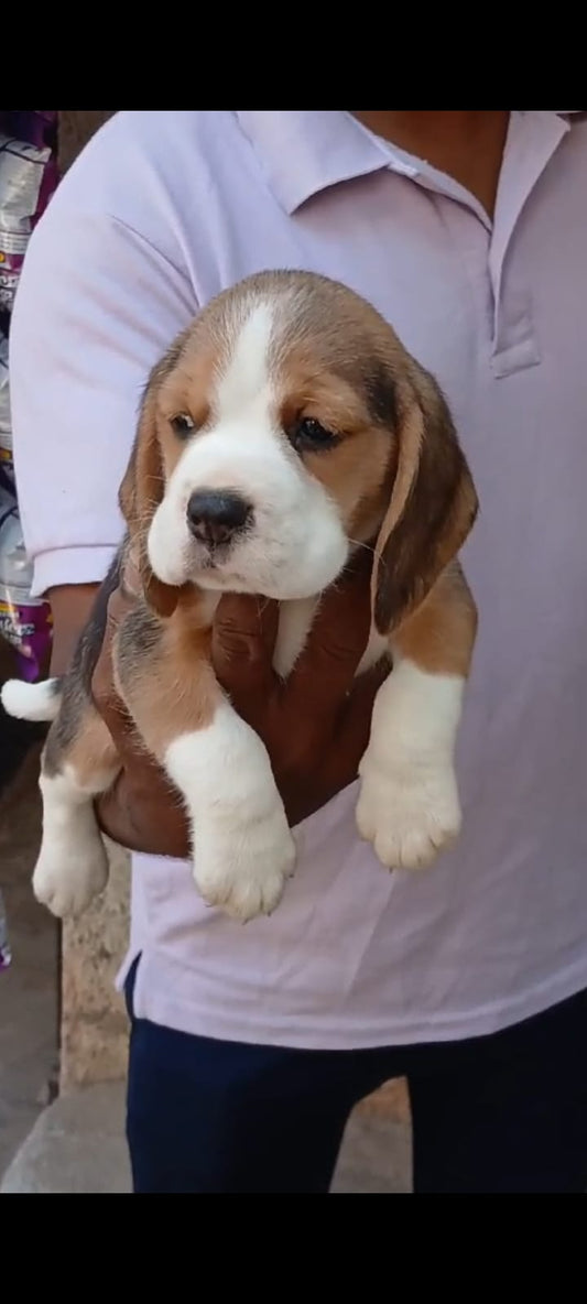 Beagle puppy price in  Jaipur