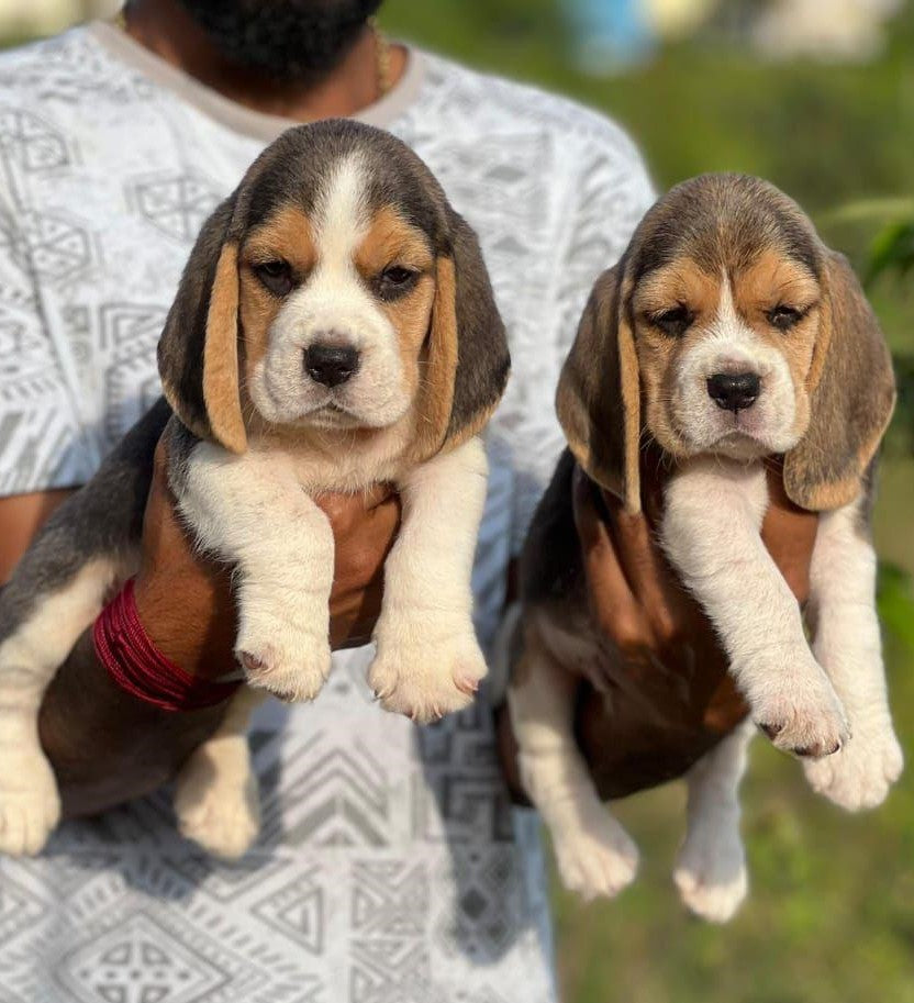 Beagle dog price in Ahmedabad