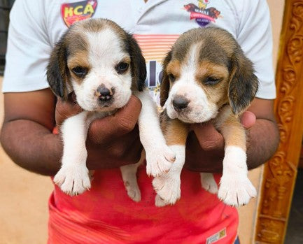 Beagle puppy From  Bangalore for sale