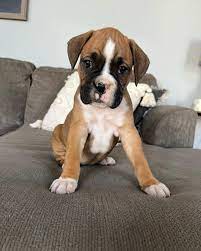 Boxer Puppies in  Chennai