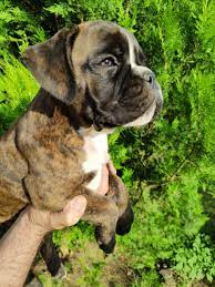 Boxer puppy From Kolkata
