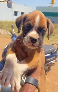 Order Female  Boxer Puppy from Goa