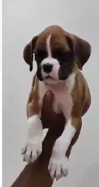 Buy Male Boxer Puppy from Mumbai
