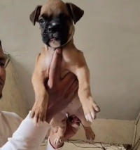 Order Female Boxer Puppy from Delhi