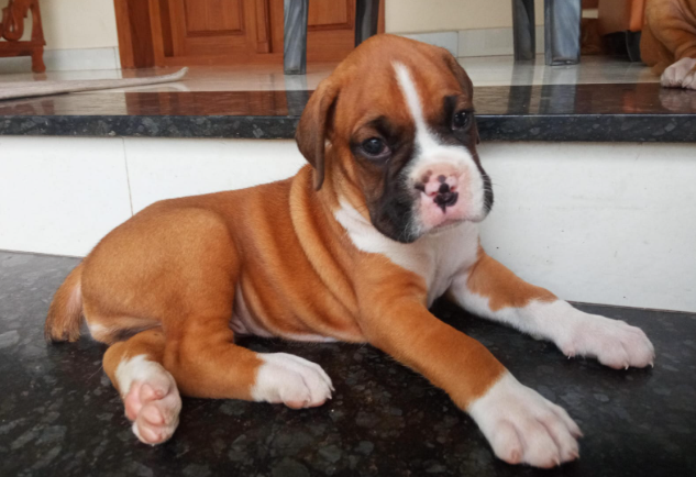 Purchase Friendly Boxer Puppy from Goa