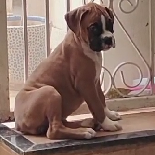 Purebred Boxer  puppies for sale in Pune