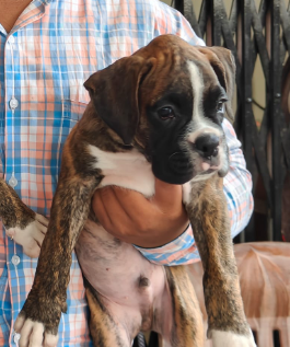 Boxer puppy price in  Vizag