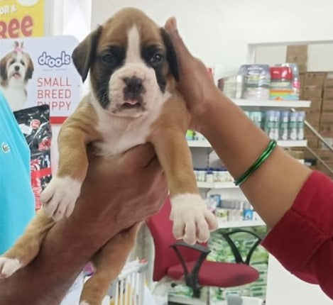Boxer Puppies in  Jaipur