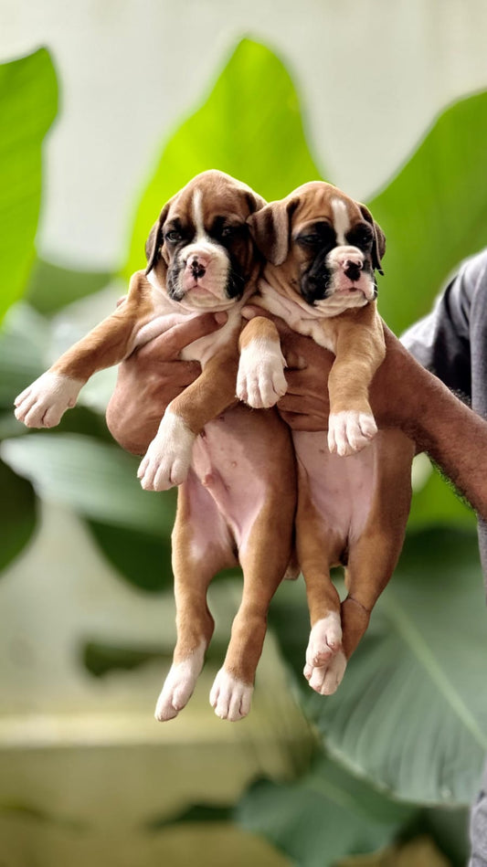 Boxer puppy From Hyderabad  for sale