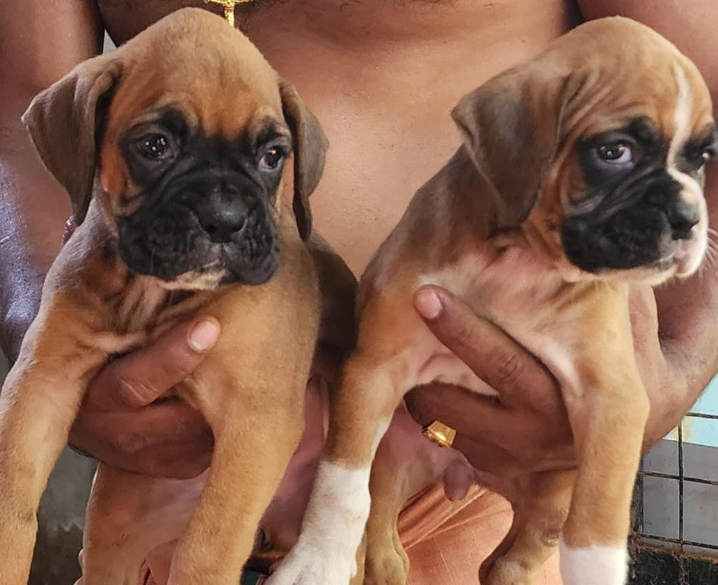 Boxer puppy From Ahmedabad  for sale