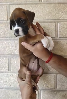 Boxer puppy From Jaipur   for sale