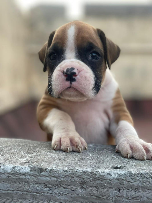 Boxer puppy price in  Jaipur