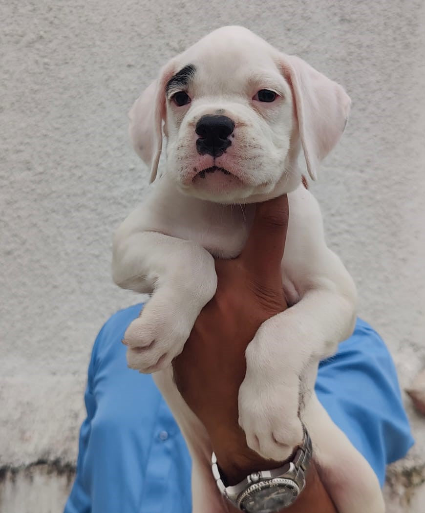 Boxer puppy price in Bangalore