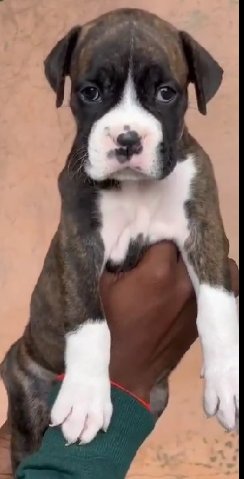 Buy Male Boxer Puppy from Goa