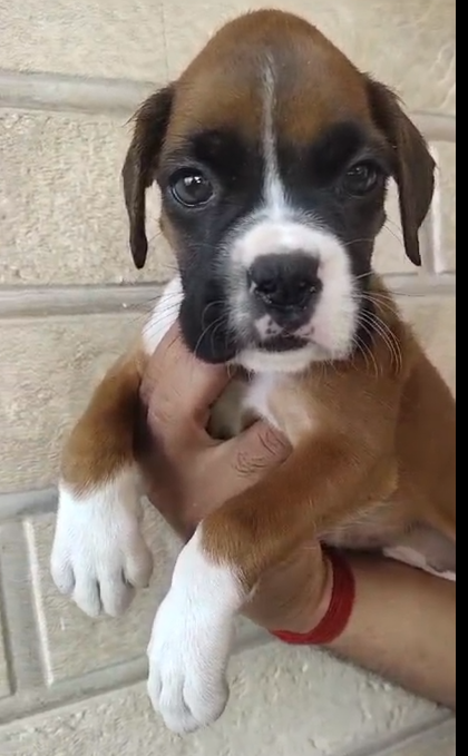 Buy Best Quality Boxer Puppy from Mumbai