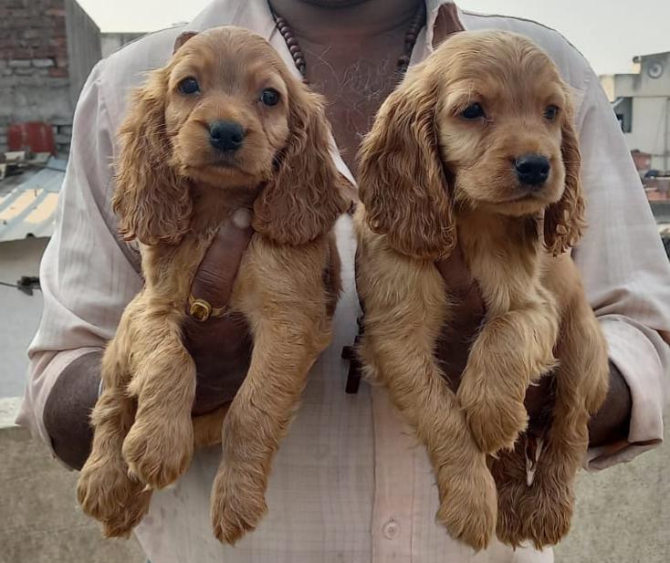 Cocker Spaniel dog price in Chennai