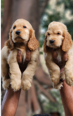 Order Female Cocker Spaniel  Puppy from Delhi